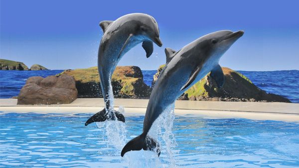 Dolphin Marine Conservation Park | Smugglers On The Beach