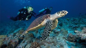 Dive Coffs Harbour