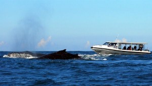 Whales and Whale Watching Boat